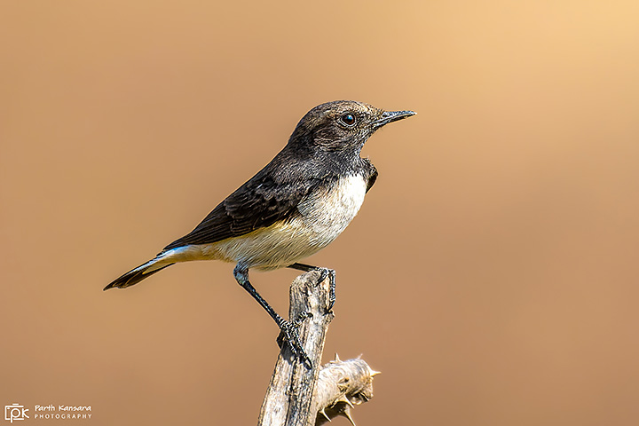 Variable Wheatear